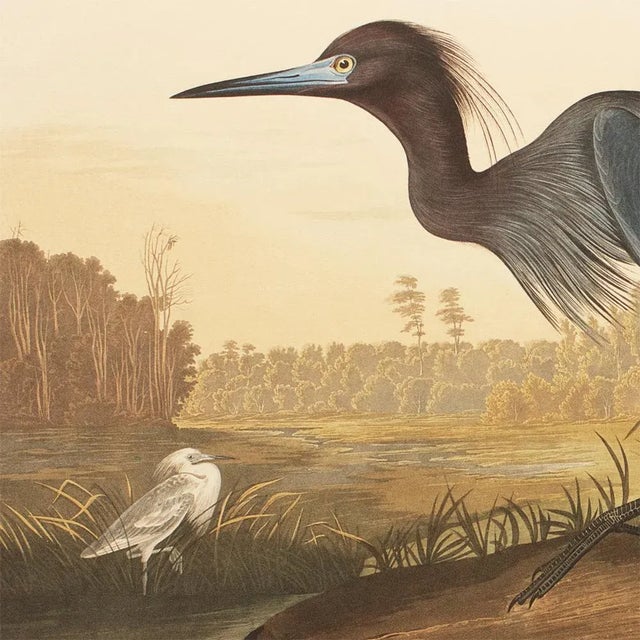 John James Audubon 1990s Blue Heron or Crane by Audubon, Large American Classical Print For Sale - Image 4 of 11