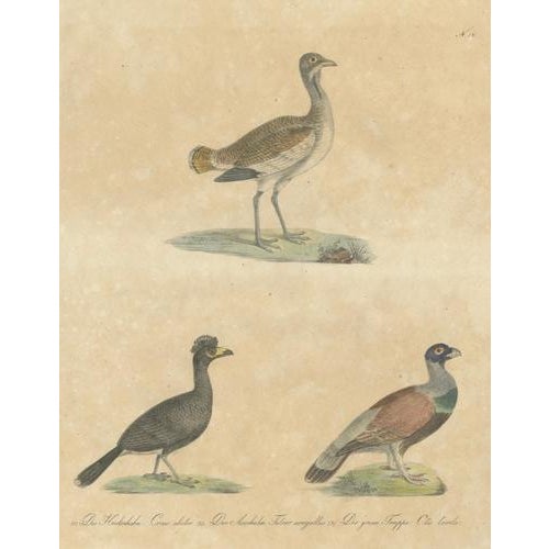 Karl Joseph Brodtmann, Game Birds & Bustard, 1816, Lithograph For Sale - Image 3 of 9