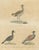Karl Joseph Brodtmann, Game Birds & Bustard, 1816, Lithograph For Sale - Image 3 of 9