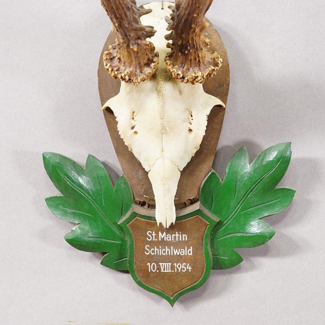 Great Black Forest Red Deer Trophy on Carved Plaque - Germany 1954 For Sale - Image 4 of 6