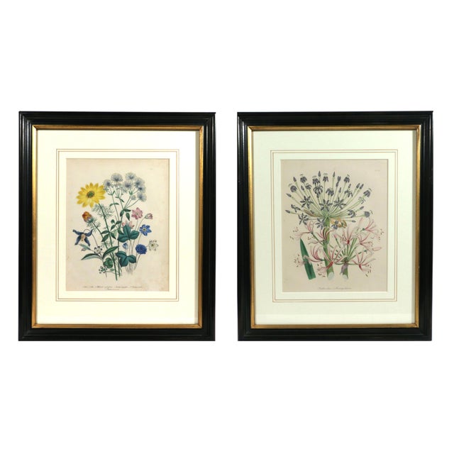 Mid 19th Century Jane Wells Loudon Botanical Prints Framed - a Pair For Sale - Image 12 of 12