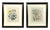 Mid 19th Century Jane Wells Loudon Botanical Prints Framed - a Pair For Sale - Image 12 of 12