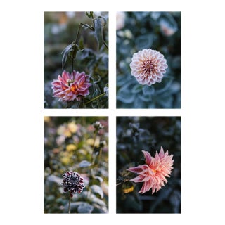 'First Frost / Final Bloom' Set of Botanical Photographs, Floral Art Series of Four 12 X 18" Fine Art Photography Prints For Sale