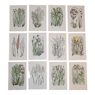 19th Century Lithographs - Botanicals - Set of 12 For Sale