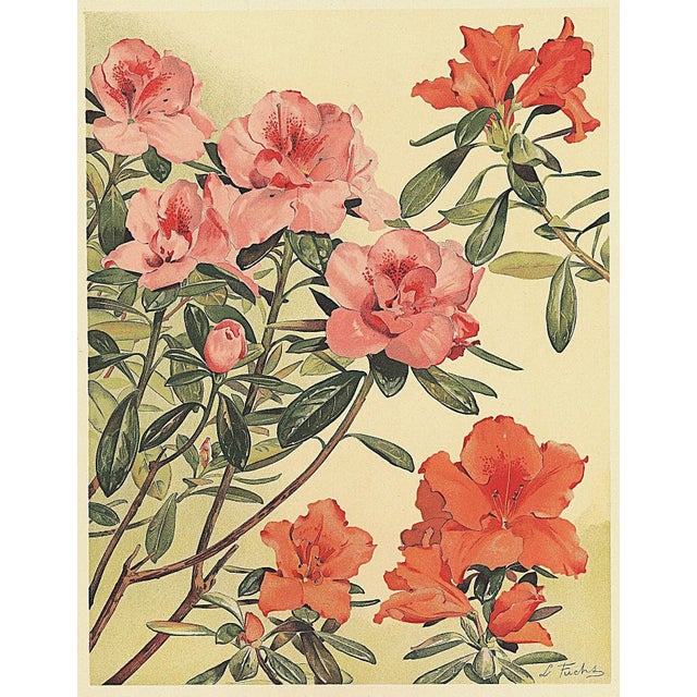 1903 Antique French Botanical Chromolithograph, AZALEA-Documentation For Sale - Image 4 of 5