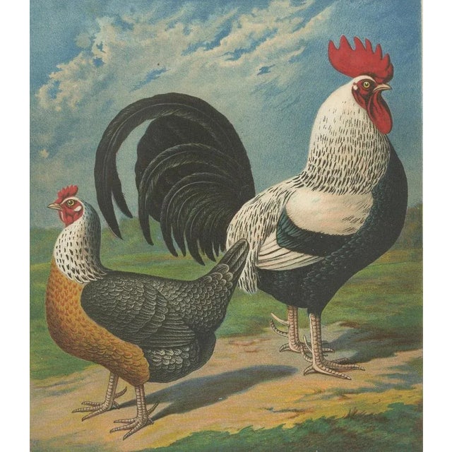 Christian Förster, The Noble Dorking Chicken, 1888, Lithograph, Print For Sale - Image 6 of 10