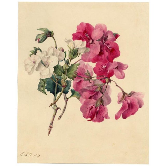 E.B.R., Pink & White Geranium Flowers, Watercolour For Sale - Image 4 of 7