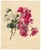 E.B.R., Pink & White Geranium Flowers, Watercolour For Sale - Image 4 of 7