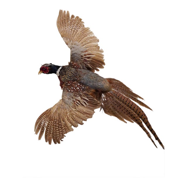 Taxidermy Flying Pheasant For Sale