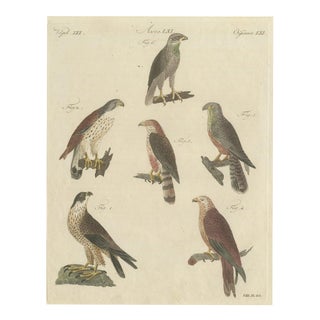 Bertuch, Falcons and Hawks Including the Peregrine, 1805, Print For Sale