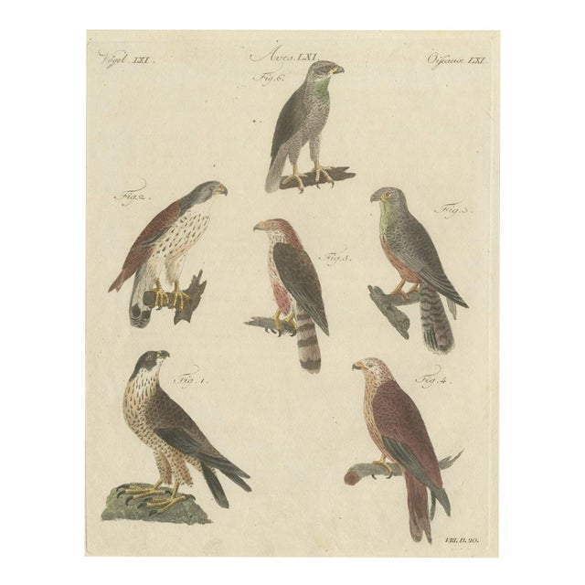 Bertuch, Falcons and Hawks Including the Peregrine, 1805, Print For Sale