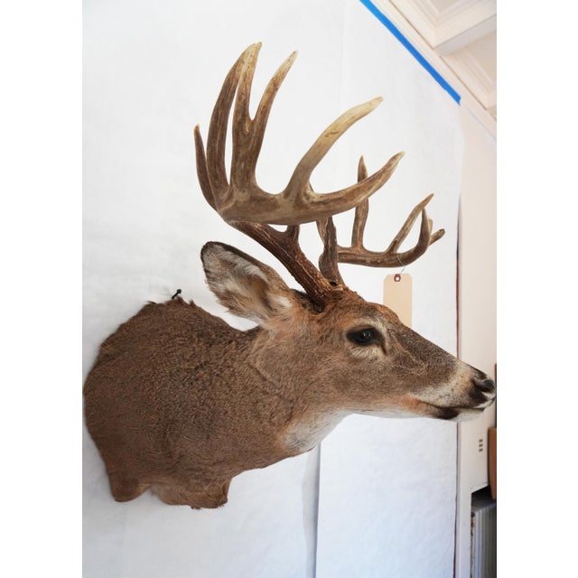 White Tail Deer Head & Shoulder Mount For Sale In Los Angeles - Image 6 of 18