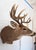 White Tail Deer Head & Shoulder Mount For Sale In Los Angeles - Image 6 of 18