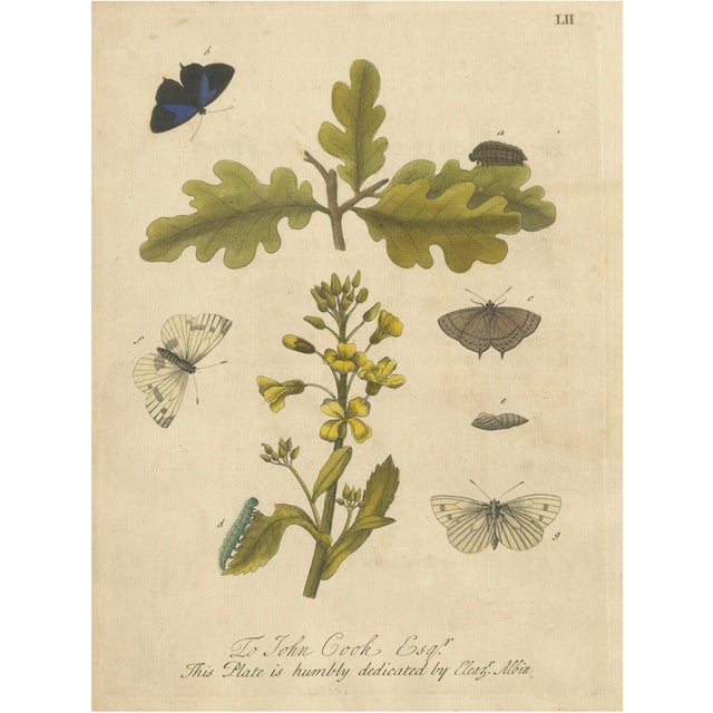 Albin, Butterfly Life Cycle on Oak & Wallflower, 1720, Paper For Sale