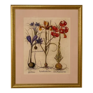 Basilius Besler, 17th Century Botanical Engraving, Published 1613