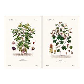 1870 G. Dupuis Lithographs From the Vegetable Kingdom Unframed — Understated Antique Natural History Illustrations Set of 2 For Sale