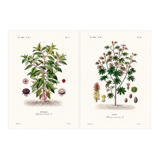 1870 G. Dupuis Lithographs From the Vegetable Kingdom Unframed — Understated Antique Natural History Illustrations Set of 2 For Sale
