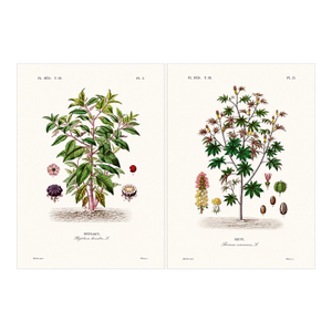 1870 G. Dupuis Lithographs From the Vegetable Kingdom Unframed — Understated Antique Natural History Illustrations Set of 2