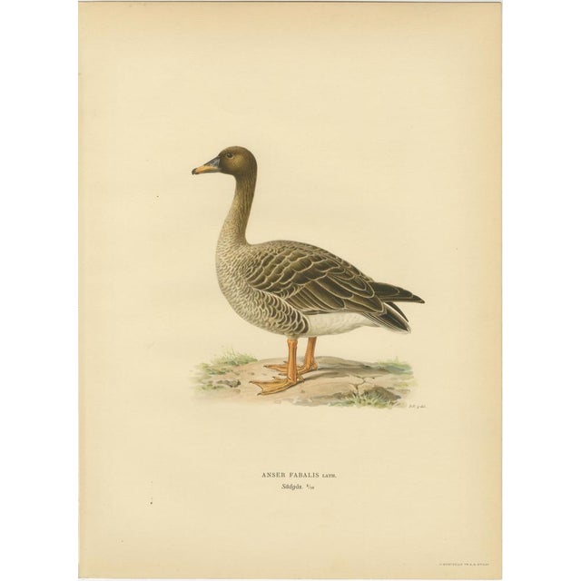 Paper Vintage Scandinavian Ornithology Lithographs, 1929, Set of 6 For Sale - Image 7 of 9