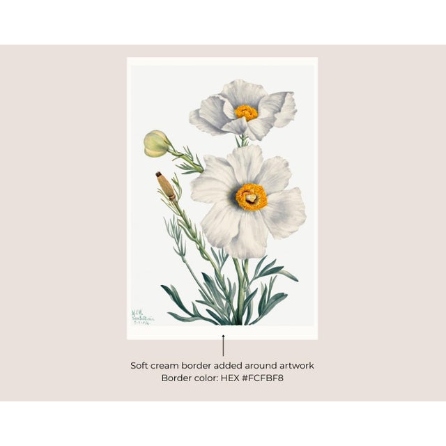 Not Yet Made - Made To Order Matilija Poppy, Vintage Botanical Art Print Reproduction by Mary Vaux Walcott, 24″ × 36″ For Sale - Image 5 of 10