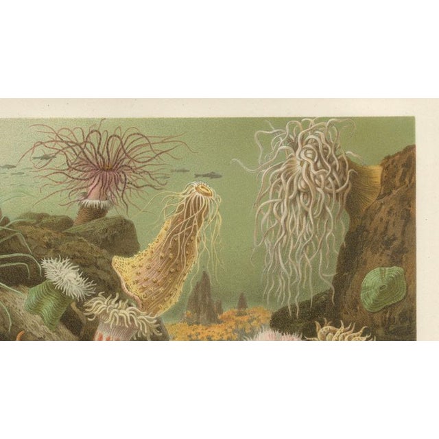 Late 19th Century Richard Lydekker, Sea Anemones Colorful Marine Invertebrates, 1896, Color Process Print For Sale - Image 5 of 9