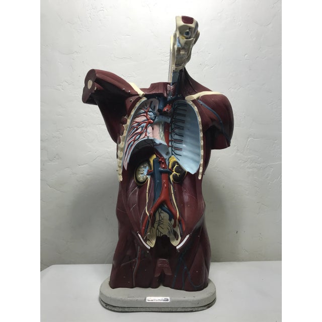 Nystrom Mid-Century Anatomical "Life Like" Medical Model of the Male Torso For Sale - Image 11 of 11