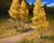 Golden Gate Park Aspens by Derek Harrison | Oil on Linen Painting of yellow aspens by a path For Sale