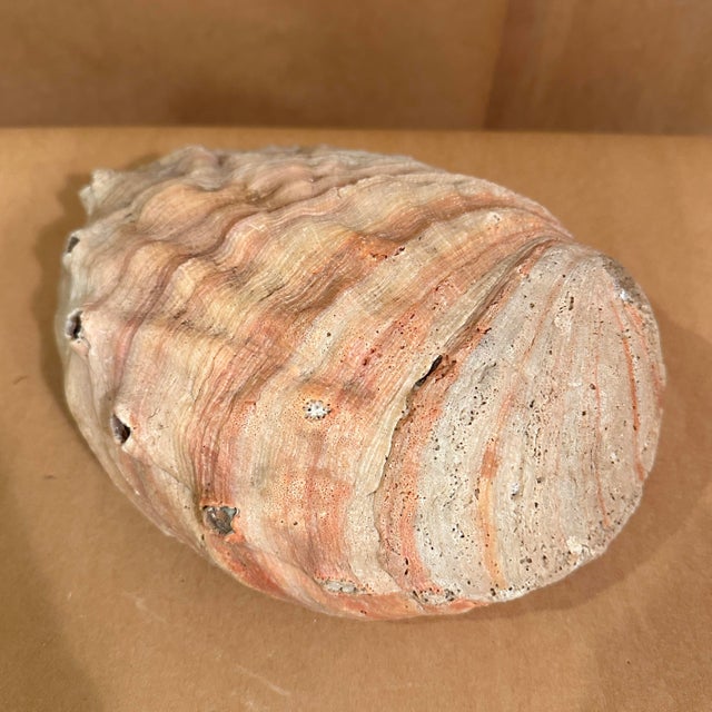 1980s Giant Abalone Shell For Sale - Image 4 of 4