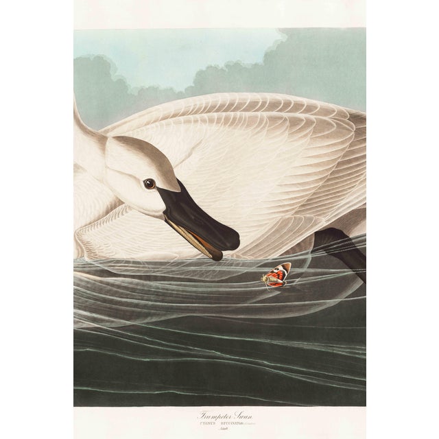 Illustration Trumpeter Swan, 1827 – John James Audubon Vintage Bird Art Print, 16" X 24" For Sale - Image 3 of 6