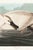 Illustration Trumpeter Swan, 1827 – John James Audubon Vintage Bird Art Print, 16" X 24" For Sale - Image 3 of 6