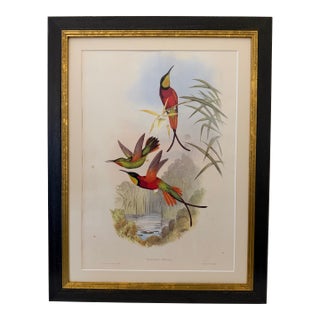 1990s Framed Print, Crimson Topaz Hummingbird or Topaza Pella (Plate 66- Hill House Edition) Reproduction Print After John Gould For Sale
