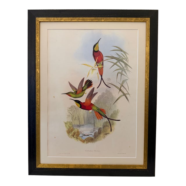1990s Framed Print, Crimson Topaz Hummingbird or Topaza Pella (Plate 66- Hill House Edition) Reproduction Print After John Gould For Sale
