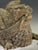 Beige Victorian Gothic Revival Limestone Corbels, Tetramorph Lion & Ox, Harrogate, 1870, Set of 2 For Sale - Image 8 of 17