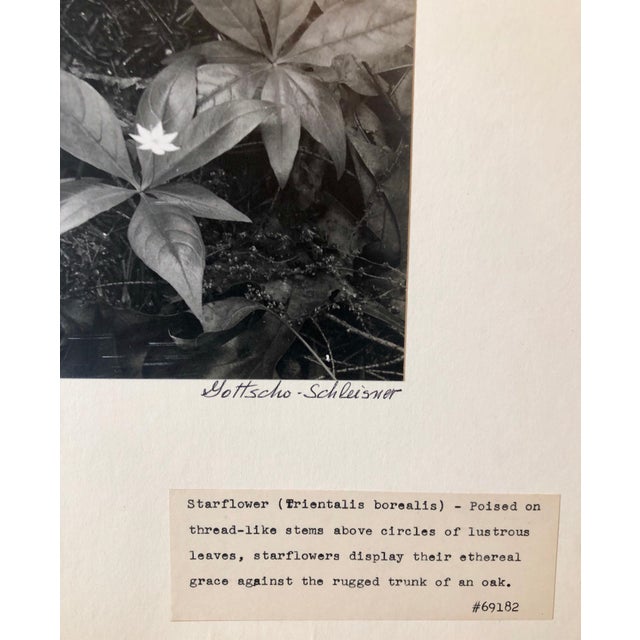 American Samuel Gottscho, Vintage Silver Gelatin Signed Photograph Samuel Gottscho Garden Flowers Photo NY, c.1960s For Sale - Image 3 of 8