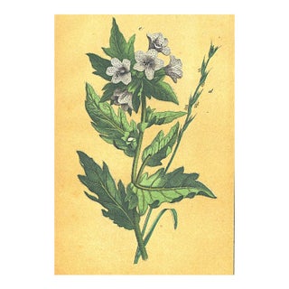 1860's French Antique Botanical Chromolithograph-Henbane-Nightshade-Documentation, Matted For Sale