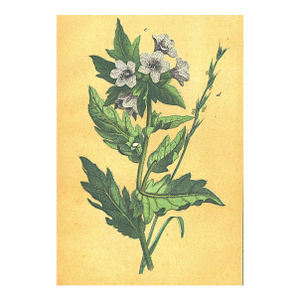 1860's French Antique Botanical Chromolithograph-Henbane-Nightshade-Documentation, Matted
