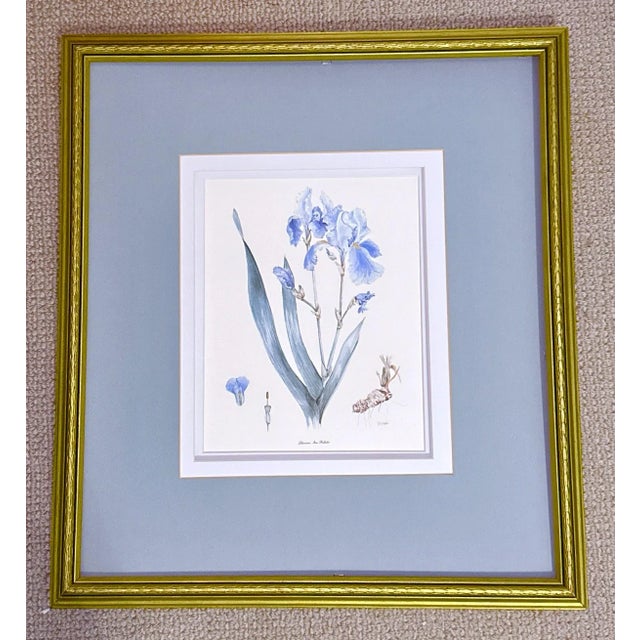 Vintage Botanical Print For Sale - Image 12 of 14