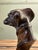 Cast Iron Bust of a Greyhound, 1920s-1940s For Sale - Image 3 of 6