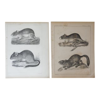 Mid 19th Century Us Pacifc Railroad Rats Lithograph Book Plate - A Pair For Sale
