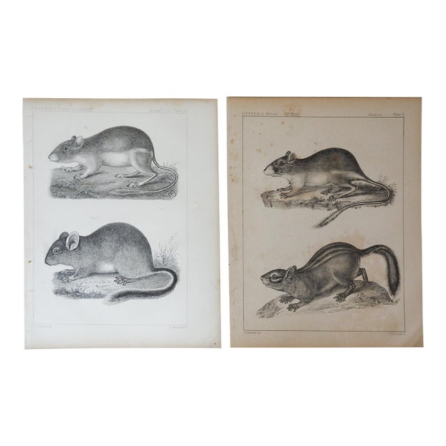Mid 19th Century Us Pacifc Railroad Rats Lithograph Book Plate - A Pair For Sale