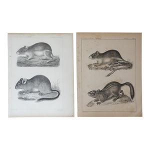 Mid 19th Century Us Pacifc Railroad Rats Lithograph Book Plate - A Pair