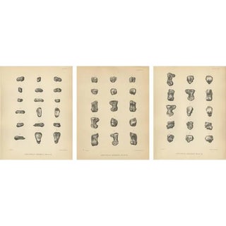 Marsh, Paleontology Illustrations of a Dinoceras Mirabile, 1886, Prints, Set of 3 For Sale