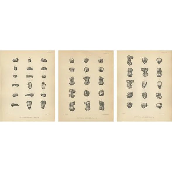 Marsh, Paleontology Illustrations of a Dinoceras Mirabile, 1886, Prints, Set of 3 For Sale