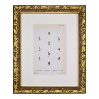 19th Century Antique Hand Colored English Shell Print by John Jeffreys 1869 For Sale