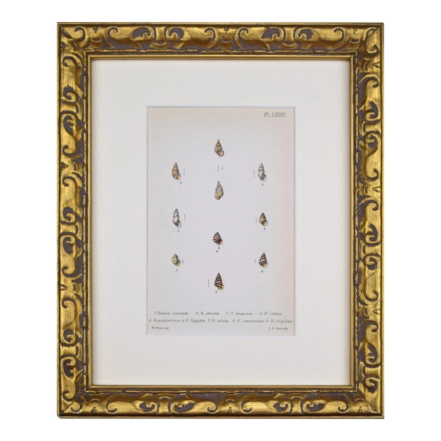 19th Century Antique Hand Colored English Shell Print by John Jeffreys 1869 For Sale