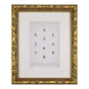 19th Century Antique Hand Colored English Shell Print by John Jeffreys 1869