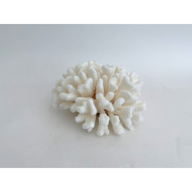 Natural White Cluster Coral Specimen Coastal Decor For Sale In Los Angeles - Image 6 of 8