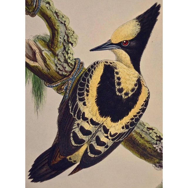 Heart Spotted Woodpeckers: A 19th C. Gould Hand-Colored Lithograph, 1850 For Sale - Image 4 of 6