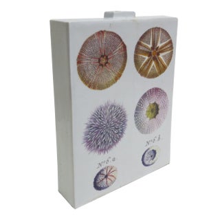 Fabienne Jouvin Paris 2-Sided Porcelain Jar/Vase - A Study of Sea Urchins For Sale