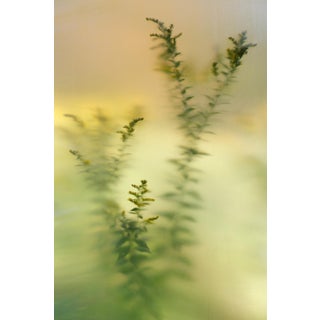 Minimalist Nature Photography Print, 'Diffused Goldenrod' Artwork, Large 40 X 60" Fine Art Photograph For Sale